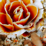 Beyond the Bouquet: Protecting Your Forever Valentine Gifts